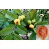 psidium guajava guajava jablkova5