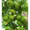 psidium guajava guajava jablkova3