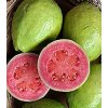 psidium guajava guajava jablkova2