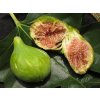 figovnik ficus carica dottato