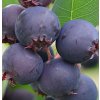 amelanchier alnifolia northline saskatoon berry plant