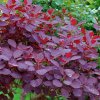 cotinus coggygria royal purple 82731 fe 1