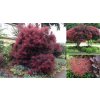 1b6247926d67f5241a34b567db941c2c cotinus royals