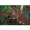 cotinus coggygria dusky maiden2