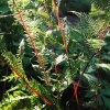 athyrium lady in red papradka samicia2