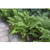 athyrium lady in red papradka samicia3