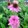 Echinacea purpurea Doubledecker