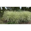Miscanthus sinensis Variegatus end 01