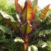 Banana Red Ensete Maurelii