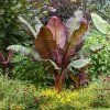 Musa Ensete Maurelii - Extra
