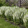 salvia white profusion apj21 1