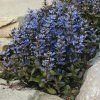 ajuga chocolate chip bugleweed 1 1198x
