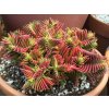 Crassula capitella subsp. thyrsiflora Red Pagoda