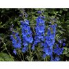 delphinium bluedonnalandscape ballhort