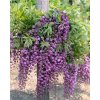 wisteria siensis2