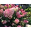 hydrangea vanille fraise hortenzia metlinata3