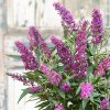 buddleja butterfly tower