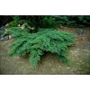 Juniperus sabina Rockery Gem