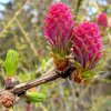 Larix decidua Tree1