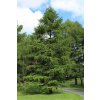 smrekovec opadavy larix decidua