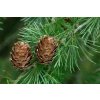 Smrekovec opadavý -Larix decidua - Akcia