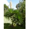 yucca gloriosa3