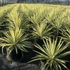 yucca filamentosa color guard3