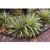 yucca filamentosa color guard