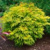 Sambucus nigra Golden Tower - Baza Golden Tower
