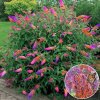 buddleia flower power butterfly bush 17cm pot p4417 34451 image
