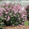 lilak bloomerang pink perfume syringa