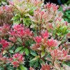 Pieris japonica Little Heath 0014571 76170