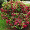 weigela red prince deciduous shrub p434 35511 image