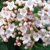 viburnum eve price2