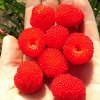 balloon berry strawberry raspberry seeds rubus illecebrosus