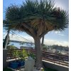 dragon tree large
