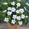 gardenia kleims hardy