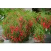 Firecracker Plant Russelia equisetiformis Flowering plant 750x515 1