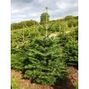 nordman fir 7