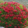 Red oleander 5
