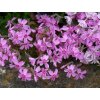 phlox subulata moerheimii vlambloem kruipende vlambloem floks kruipphlox