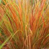 stipa pheasant tails