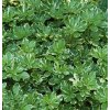 Pachysandra terminalis Variegata J011100