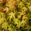 acer katsura3