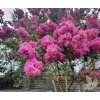 Lagerstroemia Zuni PS (2) small