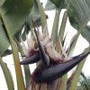 Strelitzia nicolai-Strelícia natalská