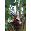 Strelitzia nicolai 3