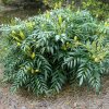 p 1711 Mahonia eurybracteata ‘Soft Caress’ 2