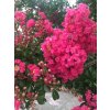 Myrta krepová-Lagerstroemia Tuscarola