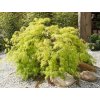 acer dissectum viridis2